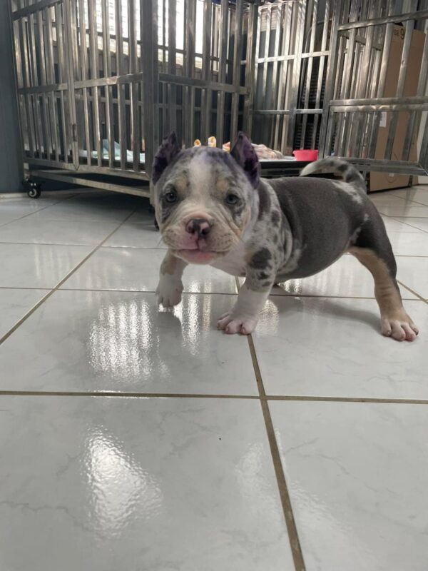 American Pitbull Puppies in USA (Bruce)