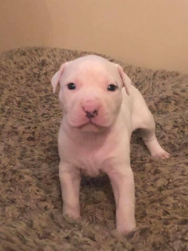 American Pitbull Puppies in USA (Bruno)