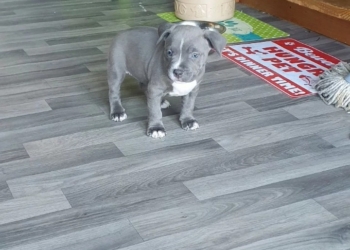 American Pitbull Puppies in USA (Buffy)