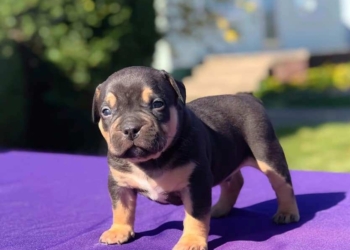 American Pitbull Puppies in USA (Lola)