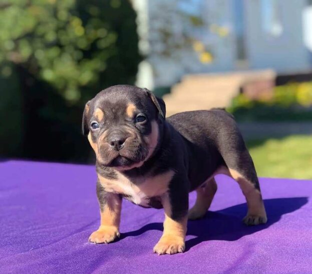 American Pitbull Puppies in USA (Lola)