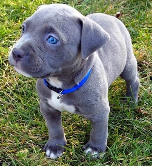 American Pitbull Puppies in USA (Trixie)