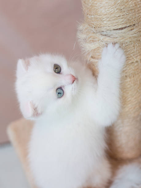 British Shorthair Kitten in USA (Calister)