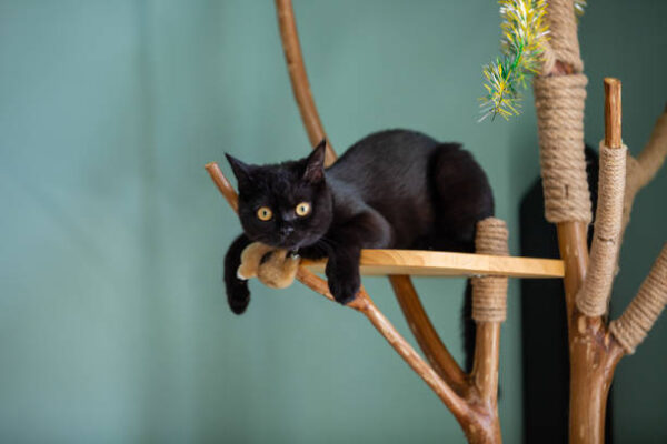 British Shorthair Kitten in USA (Samantha)