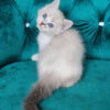 Buy Ragdoll Kitten in USA (Bella)