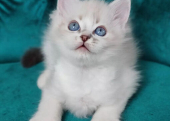 Buy Ragdoll Kitten in USA (Bella)