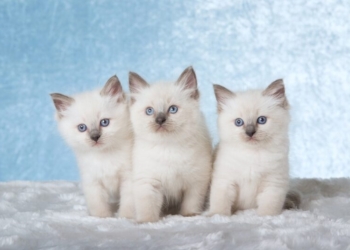 Buy Ragdoll Kitten in USA (Brian, Rhema and Nancy)