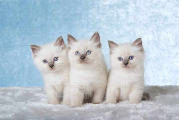 Buy Ragdoll Kitten in USA (Brian, Rhema and Nancy)