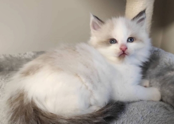 Buy Ragdoll Kitten in USA (Lio)