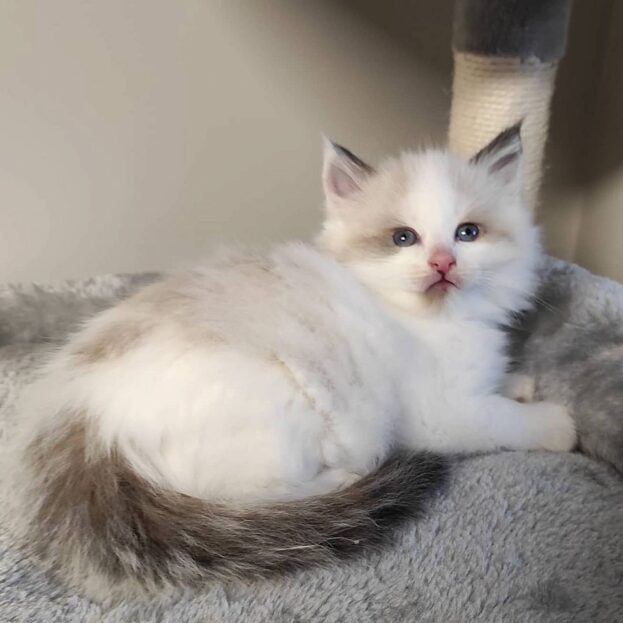 Buy Ragdoll Kitten in USA (Lio)