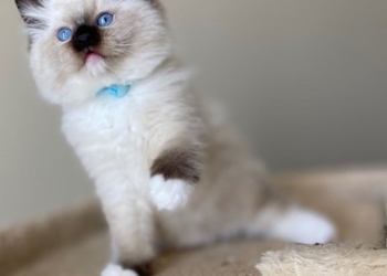 Buy Ragdoll Kitten in USA (Lizzy)