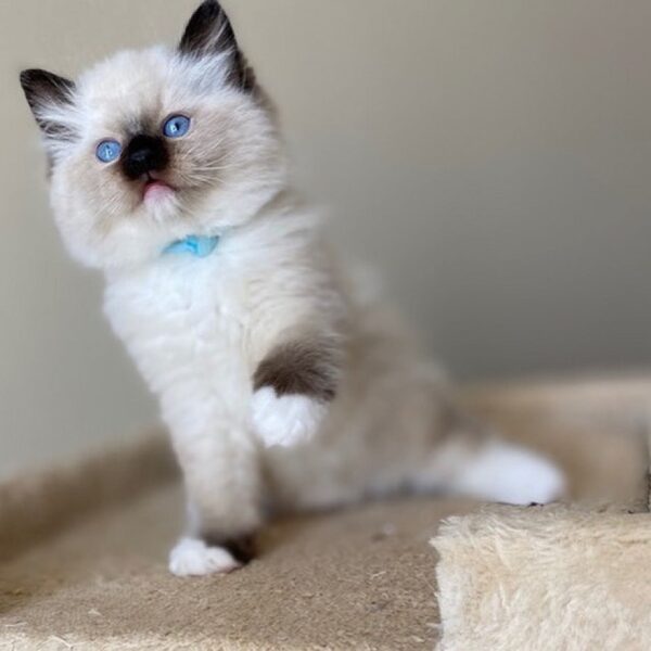 Buy Ragdoll Kitten in USA (Lizzy)