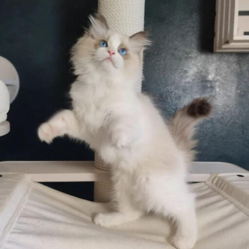 Buy Ragdoll Kitten in USA (Nick),.