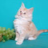 Buy Ragdoll Kitten in USA (Rubi)..