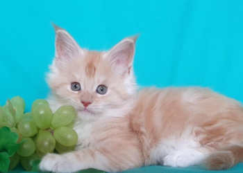 Buy Ragdoll Kitten in USA (Rubi)