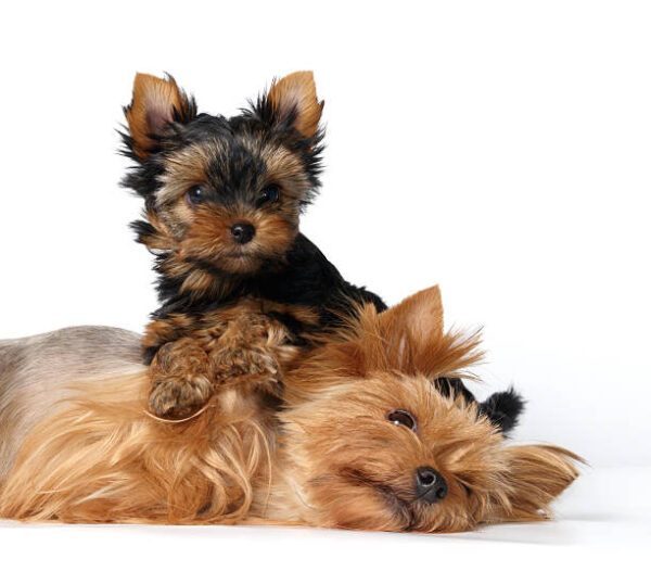 Yorkshire Terrier Puppies in USA (Jack)