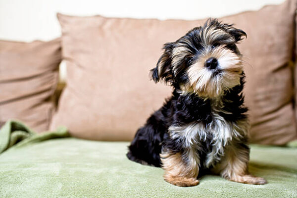 Yorkshire Terrier Puppies in USA (Kelly)