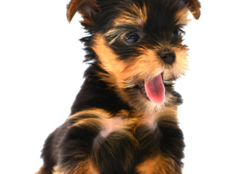 Yorkshire Terrier Puppies in USA (Linda)