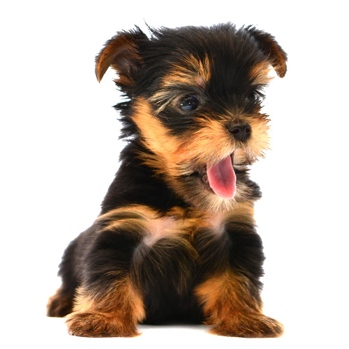 Yorkshire Terrier Puppies in USA (Linda)