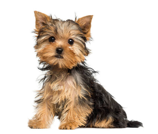 Yorkshire Terrier Puppies in USA (Molly)