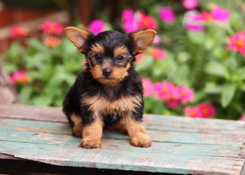 Yorkshire Terrier Puppies in USA (Nelly)